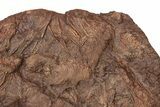Silurian Fossil Crinoid (Scyphocrinites) Plate - Morocco #148557-3
